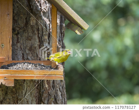 Close up male European greenfinch, Chloris chloris bird perched on the bird feeder table with sunflower seed. Bird feeding concept. Selective focus. 117078127