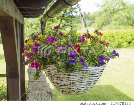Close up white wicker basket, flower pot with various colorful blooming flowers hanging from wooden roofed pergola or altan. Close up white wicker basket, flower pot with various colorful blooming flowers hanging from wooden roofed pergola or altan. 117078133