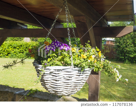Close up white wicker basket, flower pot with various colorful blooming flowers hanging from wooden roofed pergola or altan. Close up white wicker basket, flower pot with various colorful blooming flowers hanging from wooden roofed pergola or altan. 117078136