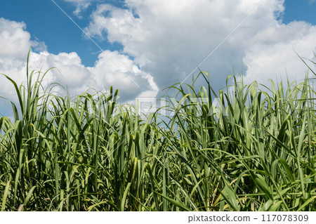Midsummer sky and sugar cane Midsummer sky and sugar cane 117078309