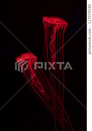 Two fluorescent jellyfish swimming underwater aquarium pool with red neon light. Two fluorescent jellyfish swimming underwater aquarium pool with red neon light. 117078580