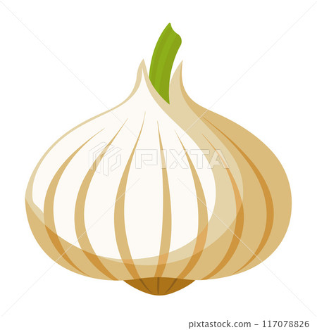 garlic vegetable for cooking meals. A bright element isolated on white for design.  117078826