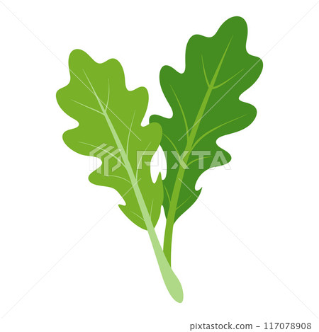 arugula vegetable for cooking meals. A bright element isolated on white for design.  117078908