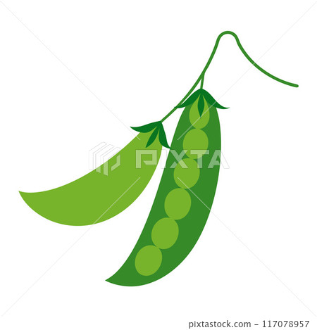 green peas vegetable for cooking meals. A bright element isolated on white for design.  117078957