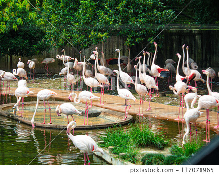 一群火烈鳥在水面上休息 117078965
