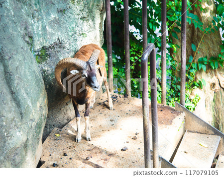 Goat standing on stairs 117079105