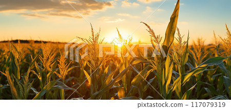 Corn Field at Sunset in a Rural Landscape. AI Generated Image 117079319
