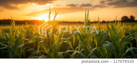 Corn Field at Sunset in a Rural Landscape. AI Generated Image 117079320