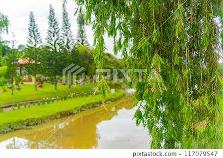 Nature park, landscape design.  117079547