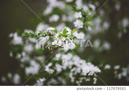 A close up of a tree with white flowers 117079581