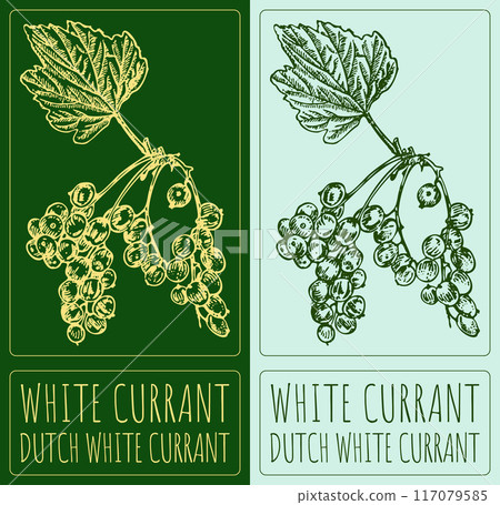 Vector drawing WHITE CURRANT. Hand drawn illustration. Latin name is DUTCH WHITE CURRANT Vector drawing WHITE CURRANT. Hand drawn illustration. Latin name is DUTCH WHITE CURRANT 117079585