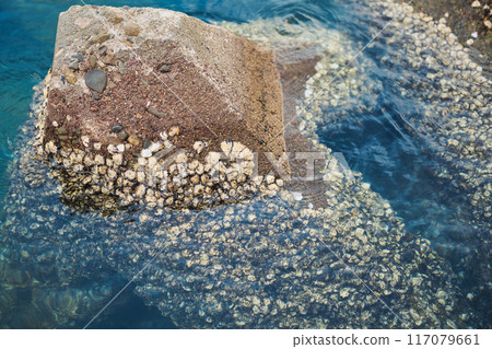 Tetrapods covered with shellfish 117079661