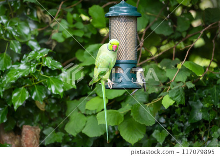Rose-ringed parakeet eating sunflower seeds from a bird feeder in a garden Rose-ringed parakeet eating sunflower seeds from a bird feeder in a garden 117079895
