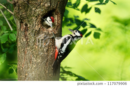 Close-up of a male great spotted woodpecker feeding chick Close-up of a male great spotted woodpecker feeding chick 117079906