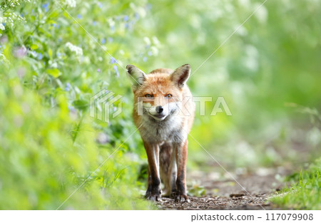 Portrait of a curious red fox standing in a meadow Portrait of a curious red fox standing in a meadow 117079908