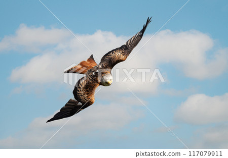 Portrait of a red kite in flight against blue sky 117079911