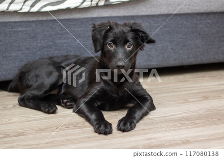 A black dog is comfortably laying on the floor in front of a couch A black dog is comfortably laying on the floor in front of a couch 117080138
