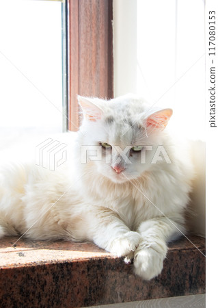 A white cat is relaxing peacefully on the windowsill A white cat is relaxing peacefully on the windowsill 117080153