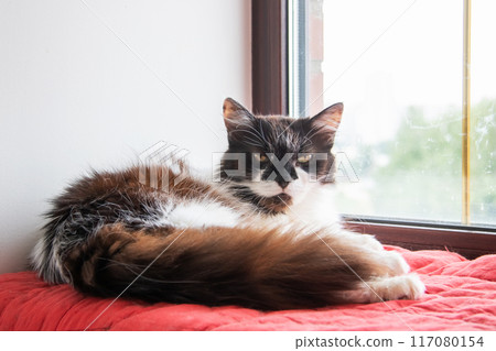 A black and white cat resting on a windowsill with whiskers, fur, and a tail 117080154