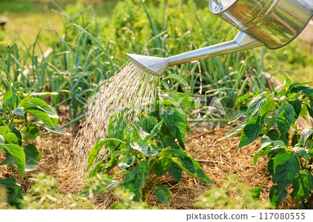 Close-up of watering can in hands watering sweet bell pepper plants Close-up of watering can in hands watering sweet bell pepper plants 117080555