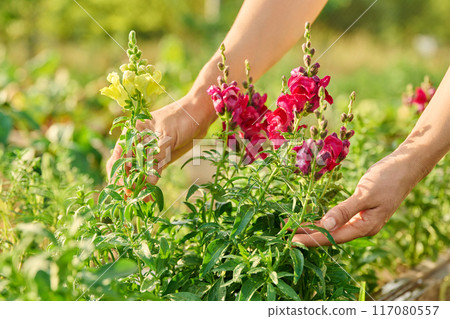 Close up of woman holding flowering Antirrhinum plant 117080557