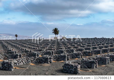 Typical grape growing on the island of Lanzarote, Canary Islands 117080613