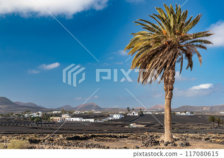 Typical grape growing on the island of Lanzarote, Canary Islands 117080615