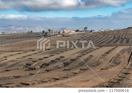 Typical grape growing on the island of Lanzarote, Canary Islands 117080616