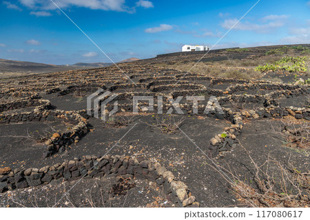 Typical grape growing on the island of Lanzarote, Canary Islands 117080617