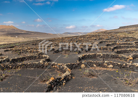 Typical grape growing on the island of Lanzarote, Canary Islands 117080618