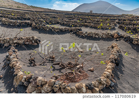 Typical grape growing on the island of Lanzarote, Canary Islands 117080619