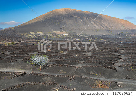 Typical grape growing on the island of Lanzarote, Canary Islands 117080624