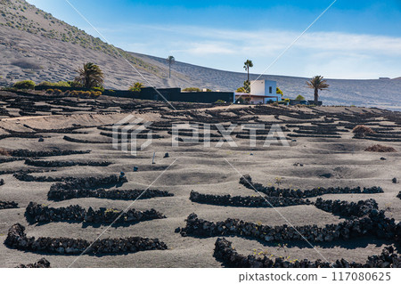 Typical grape growing on the island of Lanzarote, Canary Islands 117080625
