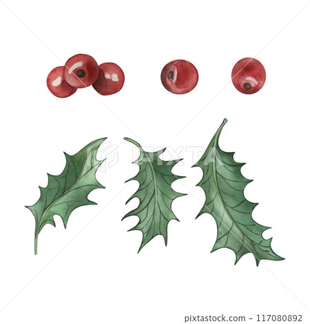 Berries and leaves of the Christmas holly. The illustration is hand-drawn in watercolor on a white background. For printing and design, postcards, invitations, textiles, holidays, new year, winter. Berries and leaves of the Christmas holly. The illustration is hand-drawn in watercolor on a white background. For printing and design, postcards, invitations, textiles, holidays, new year, winter. 117080892