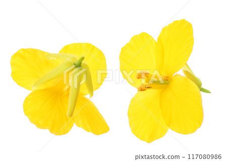 Rapeseed flowers isolated on white background, Top view. Flat lay Rapeseed flowers isolated on white background, Top view. Flat lay 117080986