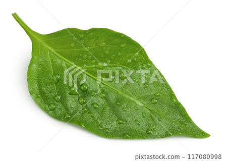 Sweet pepper leaf closeup isolated on white background 117080998