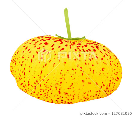 Calceolaria flower isolated on white background. Top view. Flat lay Calceolaria flower isolated on white background. Top view. Flat lay 117081050