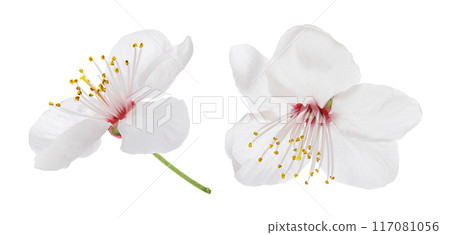 cherry flowers isolated on white background. Top view. Flat lay cherry flowers isolated on white background. Top view. Flat lay 117081056