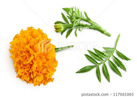 fresh marigold or tagetes erecta flower isolated on white background. Top view. Flat lay fresh marigold or tagetes erecta flower isolated on white background. Top view. Flat lay 117081065