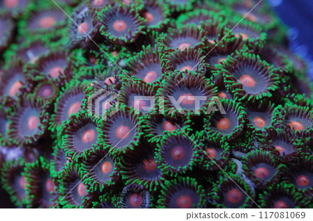 Orange Spot-Green Fringe Purple Zoanthids - Zoanthus spp 117081069