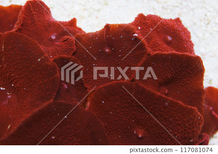 Deep Red Mushroom Rock, Actinodiscus spp Deep Red Mushroom Rock, Actinodiscus spp 117081074