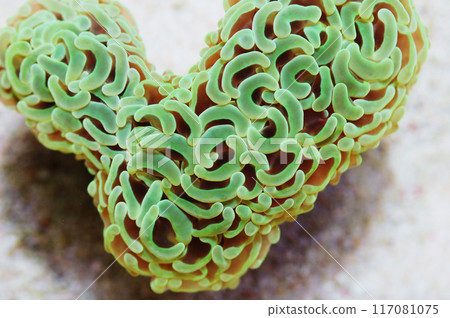 Metallic Green Wall Hammer Coral, Euphyllia ancora Metallic Green Wall Hammer Coral, Euphyllia ancora 117081075