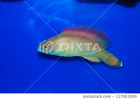 Pyle's Fairy wrasse (Blue Margin) - Cirrhilabrus pylei 117081099