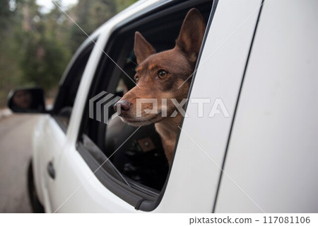 Buster the Husky Mix dog looking out the car window in Skyforest, California 117081106