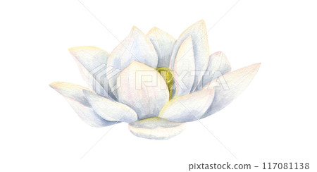 White Lotus flower. Asian Water Lily. Side view of aquatic blooming plant. Delicate Sacred Lotus. Multi petaled flower head. Watercolor illustration for cosmetic design, package, greeting 117081138