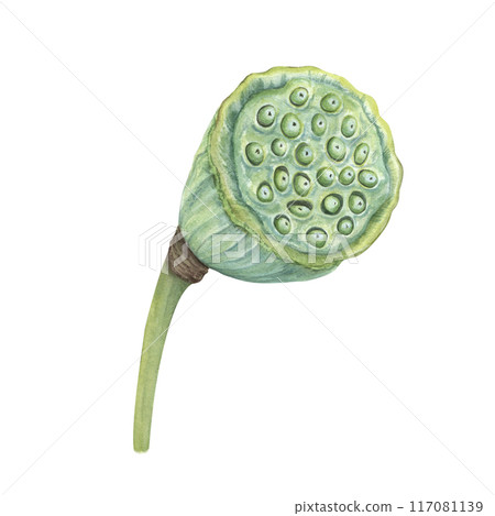 Lotus seed head. Green Water Lily pod on stem. Tropical aquatic plants. Asian exotic flower. Harvesting. Side view. Watercolor botanical illustration. For cosmetic, ayurveda products, poster Lotus seed head. Green Water Lily pod on stem. Tropical aquatic plants. Asian exotic flower. Harvesting. Side view. Watercolor botanical illustration. For cosmetic, ayurveda products, poster 117081139