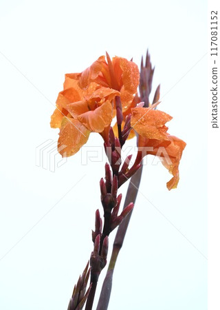 Rain-soaked canna flowers/seasonal flower background material 117081152