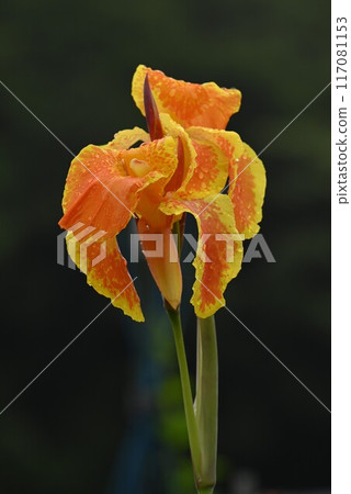 Rain-soaked canna flowers/seasonal flower background material 117081153