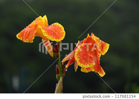 Rain-soaked canna flowers/seasonal flower background material 117081154