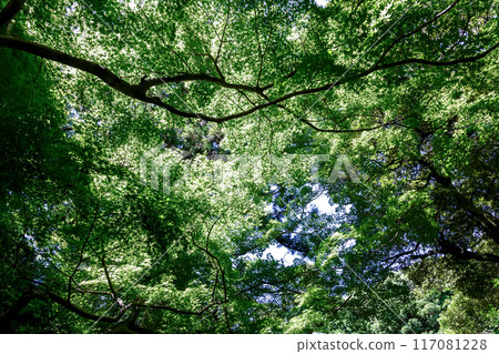 Fresh green leaves of maple trees growing in the transmitted light [Below the main hall of Shiio-san Yakuo-in Temple] 117081228
